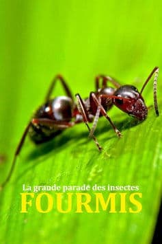 La grande parade des insectes - Fourmis