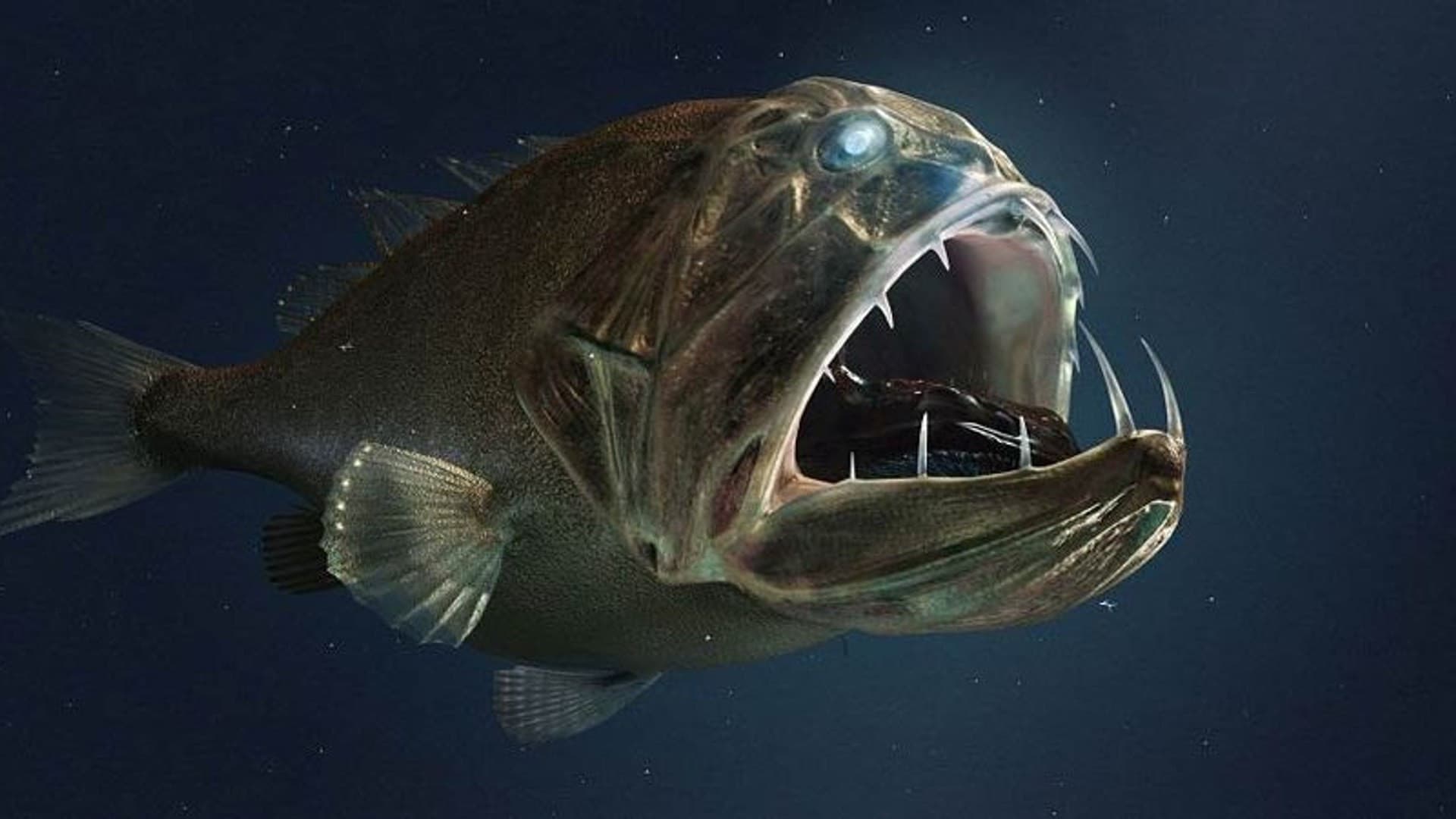 Abysses, la vie dans les profondeurs extrêmes